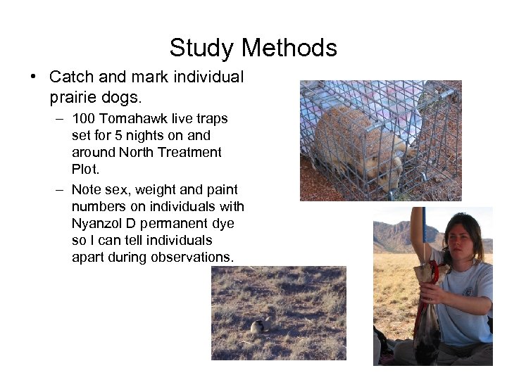 Study Methods • Catch and mark individual prairie dogs. – 100 Tomahawk live traps