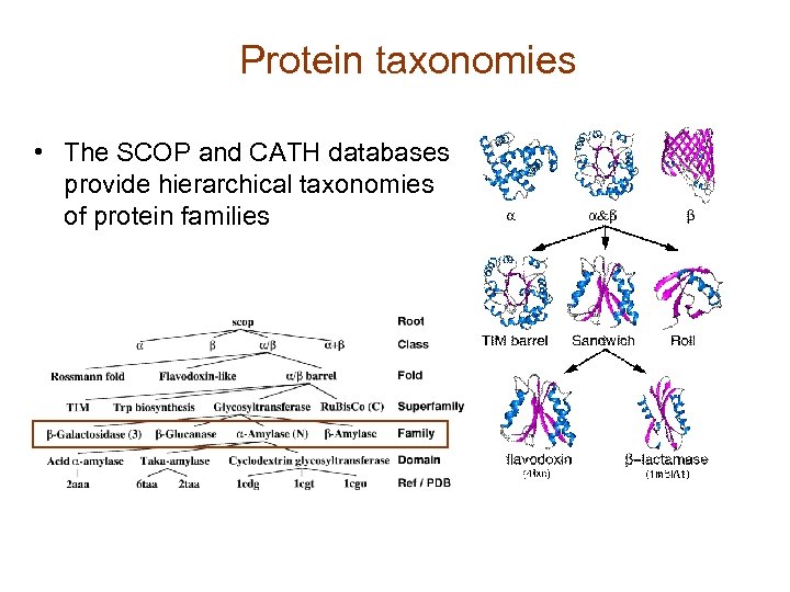 Protein taxonomies • The SCOP and CATH databases provide hierarchical taxonomies of protein families