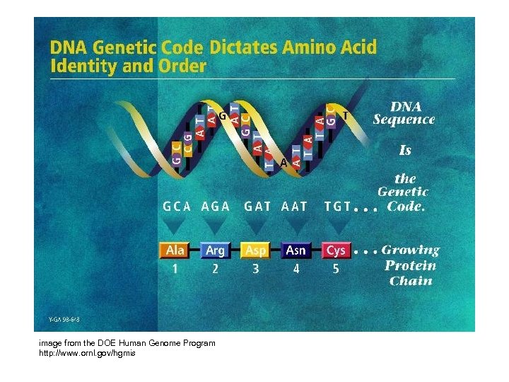 image from the DOE Human Genome Program http: //www. ornl. gov/hgmis 