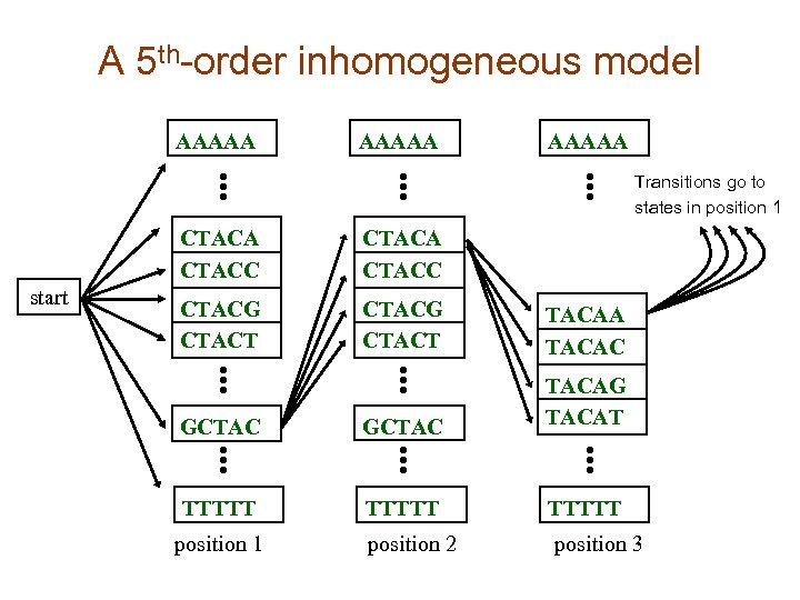 A 5 th-order inhomogeneous model AAAAA Transitions go to states in position 1 CTACA