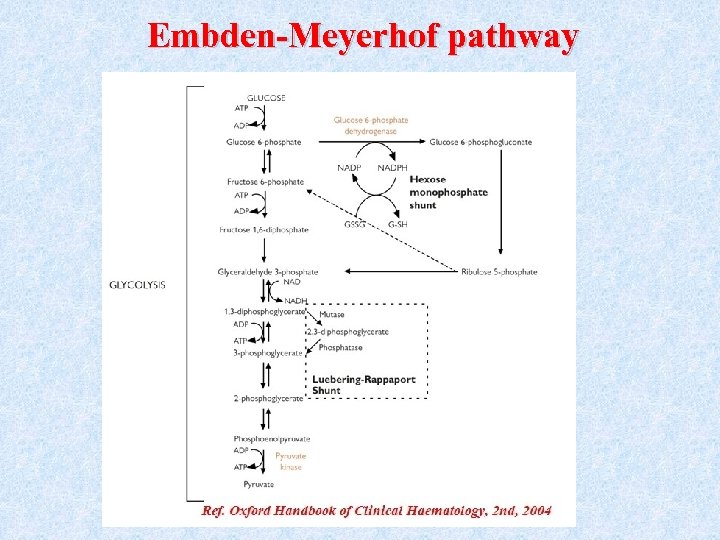 Embden-Meyerhof pathway 