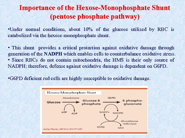 Importance of the Hexose-Monophosphate Shunt (pentose phosphate pathway) • Under normal conditions, about 10%