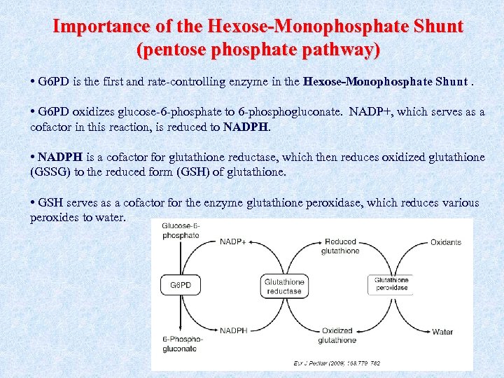 Importance of the Hexose-Monophosphate Shunt (pentose phosphate pathway) • G 6 PD is the