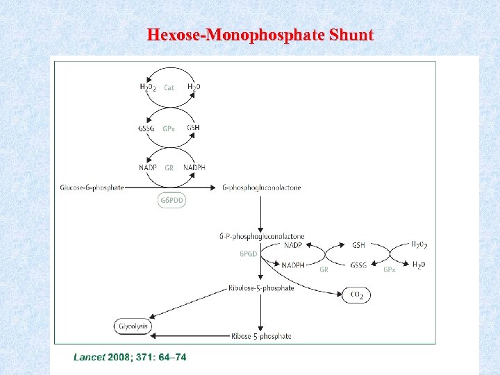 Hexose-Monophosphate Shunt 