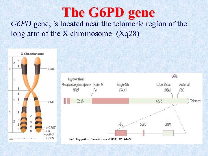 The G 6 PD gene, is located near the telomeric region of the long