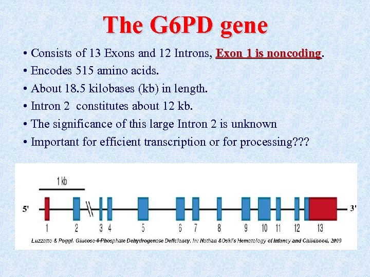 The G 6 PD gene • Consists of 13 Exons and 12 Introns, Exon