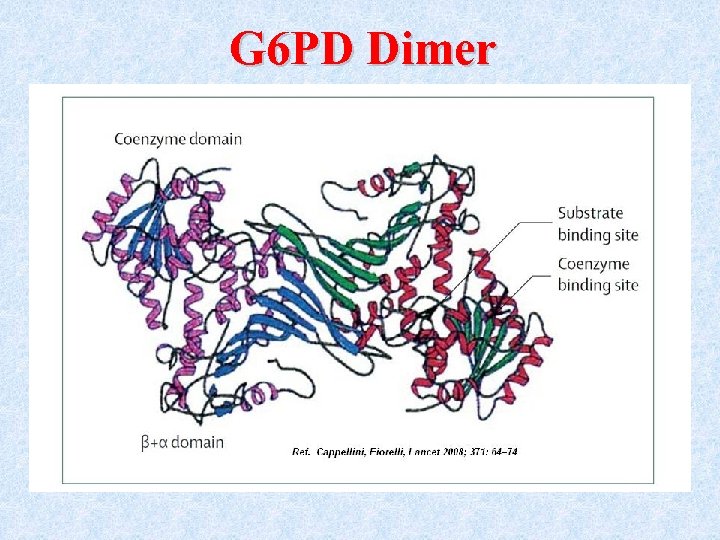 G 6 PD Dimer 