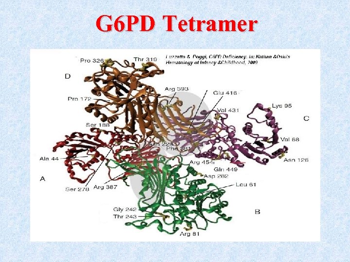 G 6 PD Tetramer 