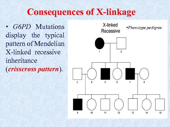 Consequences of X-linkage • G 6 PD Mutations display the typical pattern of Mendelian