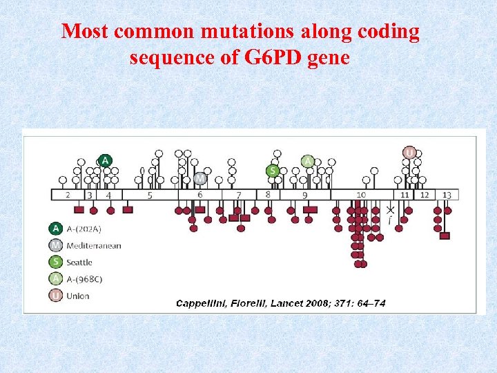 Most common mutations along coding sequence of G 6 PD gene 