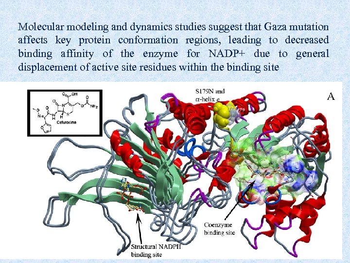 Molecular modeling and dynamics studies suggest that Gaza mutation affects key protein conformation regions,