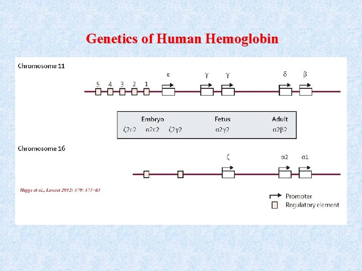 Genetics of Human Hemoglobin 