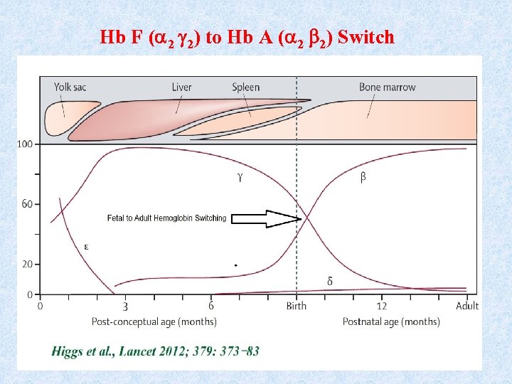 Hb F ( 2 2) to Hb A ( 2 2) Switch 