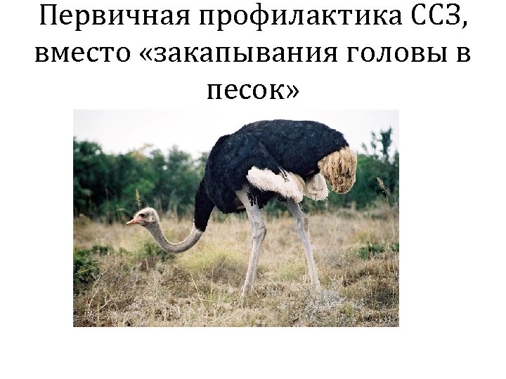 Первичная профилактика ССЗ, вместо «закапывания головы в песок» 