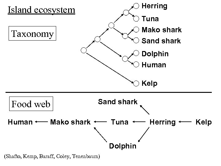 Herring Island ecosystem Tuna Mako shark Sand shark Taxonomy Dolphin Human Kelp Food web