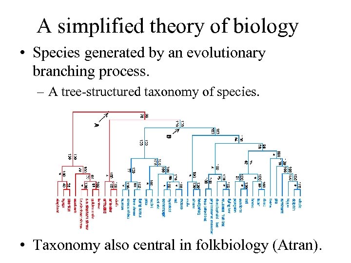 A simplified theory of biology • Species generated by an evolutionary branching process. –