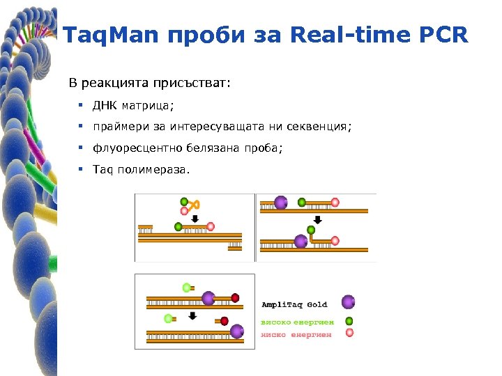 Taq. Man проби за Real-time PCR В реакцията присъстват: § ДНК матрица; § праймери