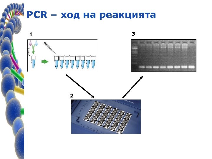 PCR – ход на реакцията 3 1 2 