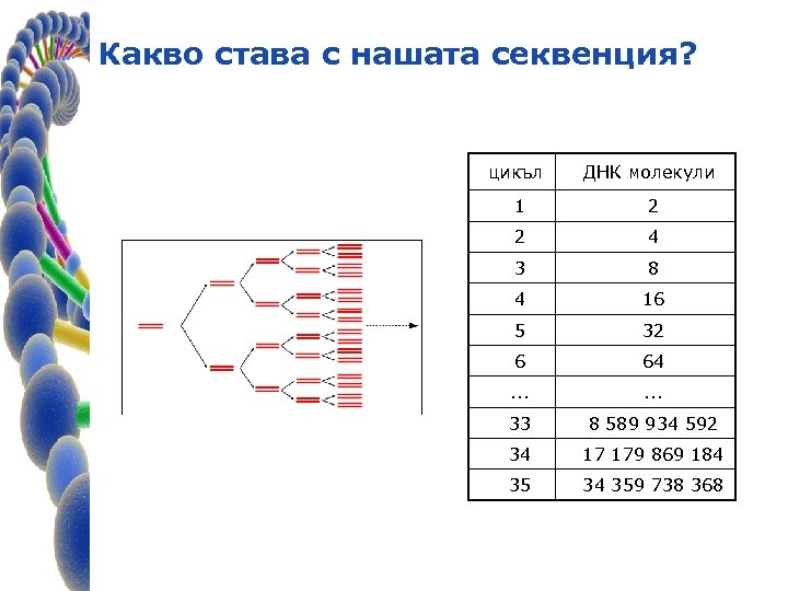 Какво става с нашата секвенция? цикъл ДНК молекули 1 2 2 4 3 8