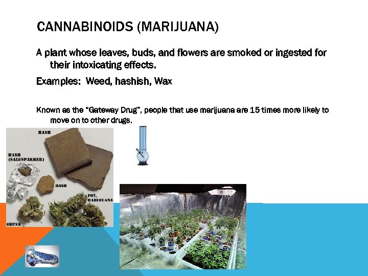 CANNABINOIDS (MARIJUANA) A plant whose leaves, buds, and flowers are smoked or ingested for