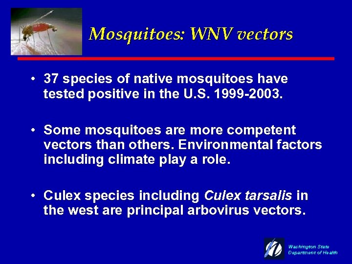 Mosquitoes: WNV vectors • 37 species of native mosquitoes have tested positive in the