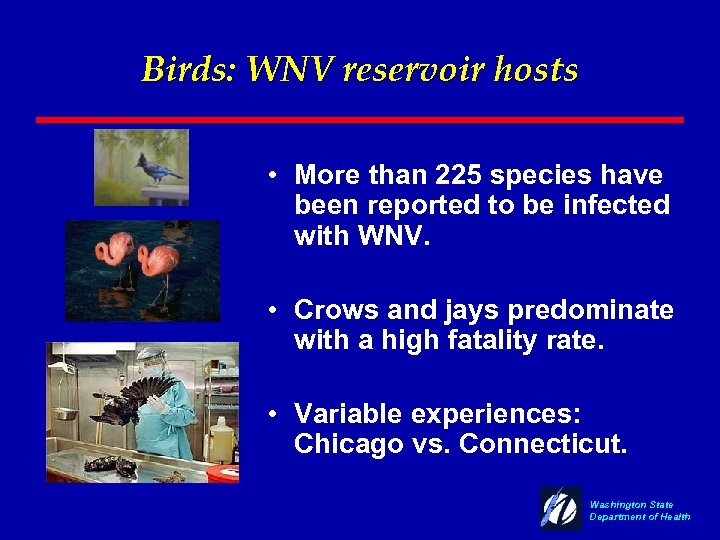 Birds: WNV reservoir hosts • More than 225 species have been reported to be