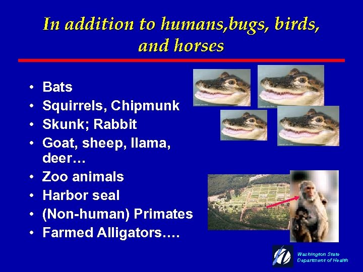 In addition to humans, bugs, birds, and horses • • Bats Squirrels, Chipmunk Skunk;