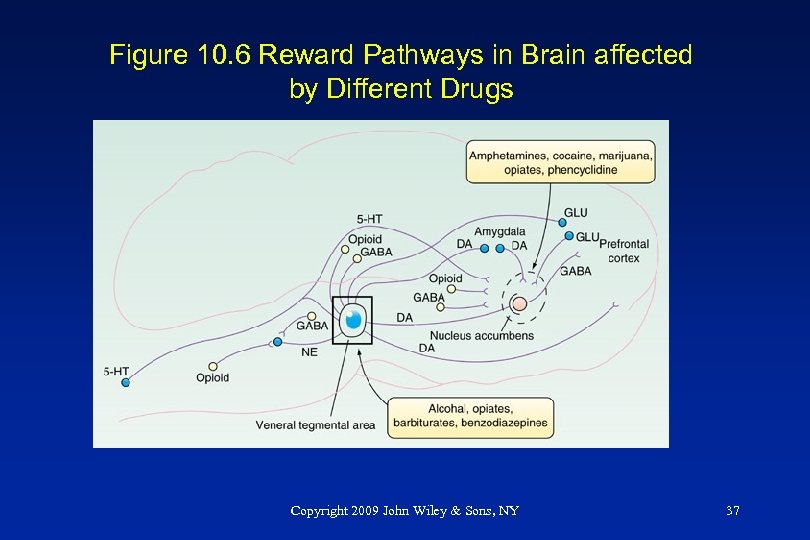 Figure 10. 6 Reward Pathways in Brain affected by Different Drugs Copyright 2009 John