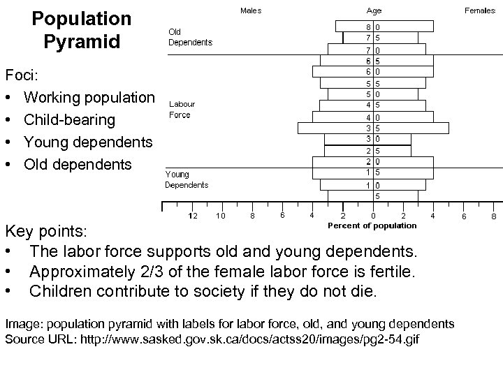 Population Pyramid Foci: • Working population • Child-bearing • Young dependents • Old dependents