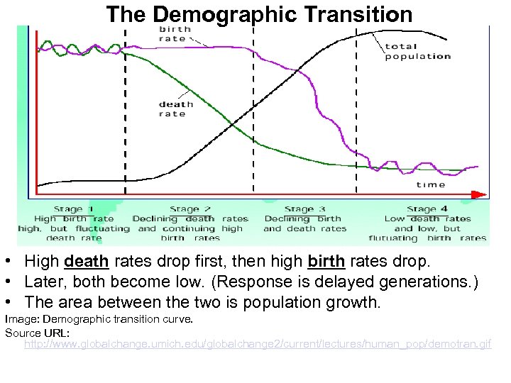 The Demographic Transition • High death rates drop first, then high birth rates drop.