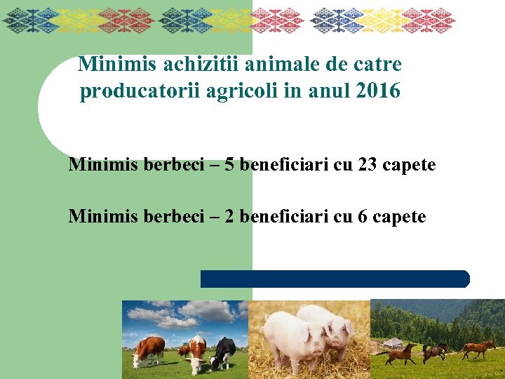 Minimis achizitii animale de catre producatorii agricoli in anul 2016 Minimis berbeci – 5