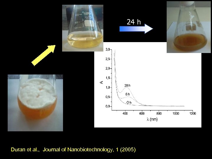 24 h Duran et al. , Journal of Nanobiotechnology, 1 (2005) 
