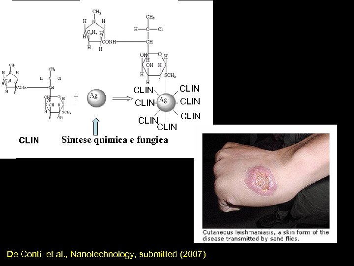 CLIN CLIN Sintese quimica e fungica De Conti et al. , Nanotechnology, submitted (2007)