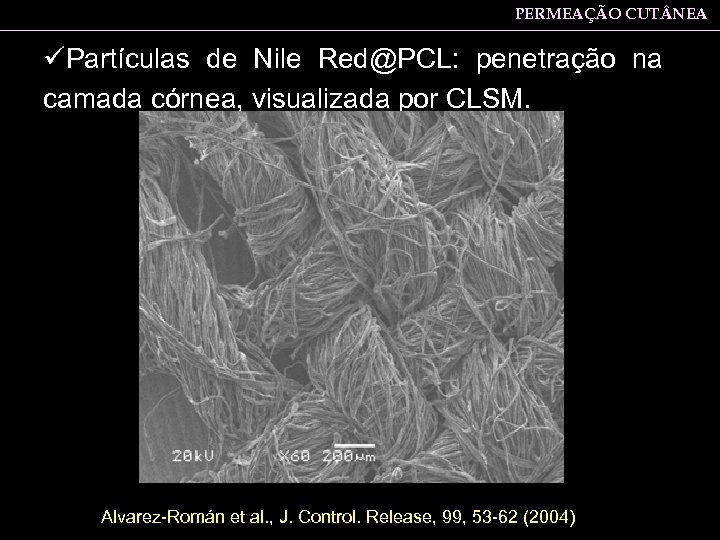 PERMEAÇÃO CUT NEA üPartículas de Nile Red@PCL: penetração na camada córnea, visualizada por CLSM.