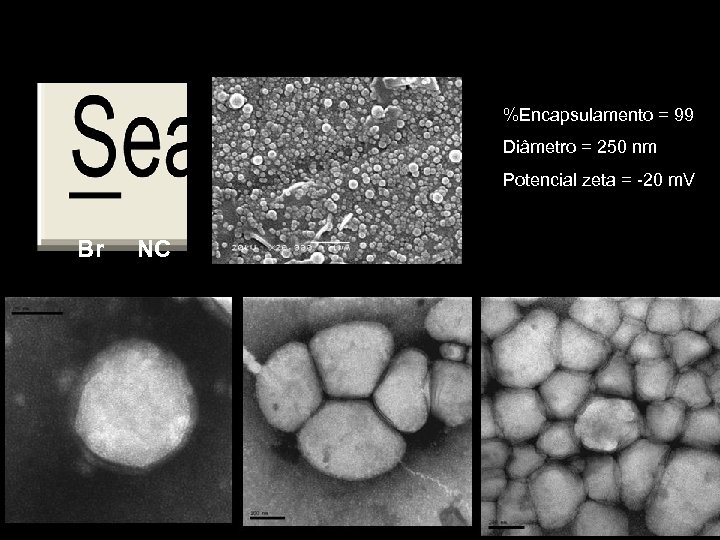 %Encapsulamento = 99 Diâmetro = 250 nm Potencial zeta = -20 m. V Br
