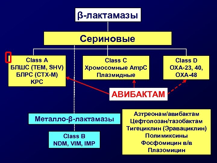 β-лактамазы Сериновые Class А БЛШС (TEM, SHV) БЛРС (CTX-M) KPC Class С Хромосомные Amp.