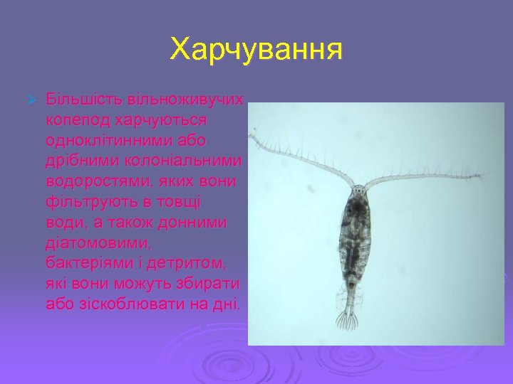 Харчування Ø Більшість вільноживучих копепод харчуються одноклітинними або дрібними колоніальними водоростями, яких вони фільтрують