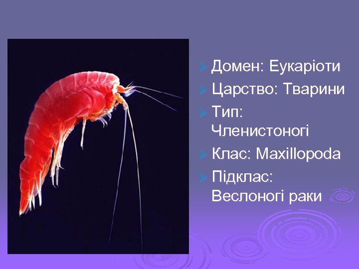 Ø Домен: Еукаріоти Ø Царство: Тварини Ø Тип: Членистоногі Ø Клас: Maxillopoda Ø Підклас: