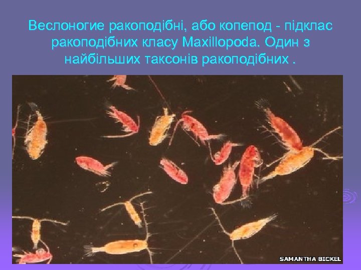 Веслоногие ракоподібні, або копепод - підклас ракоподібних класу Maxillopoda. Один з найбільших таксонів ракоподібних.