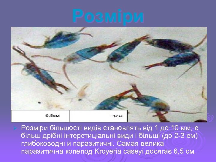 Розміри Ø Розміри більшості видів становлять від 1 до 10 мм, є більш дрібні