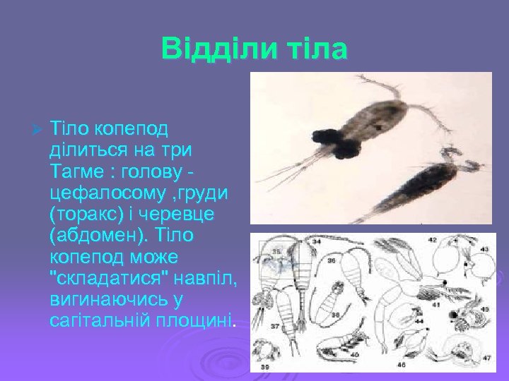 Відділи тіла Ø Тіло копепод ділиться на три Тагме : голову цефалосому , груди