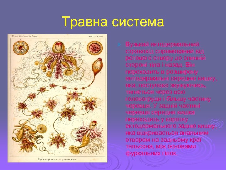 Травна система Ø Вузький ектодермальний стравохід спрямований від ротового отвору до спинній стороні тіла