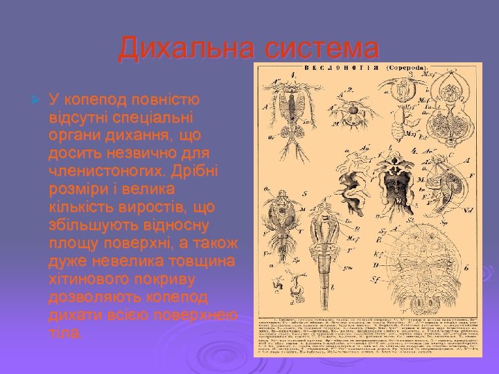 Дихальна система Ø У копепод повністю відсутні спеціальні органи дихання, що досить незвично для