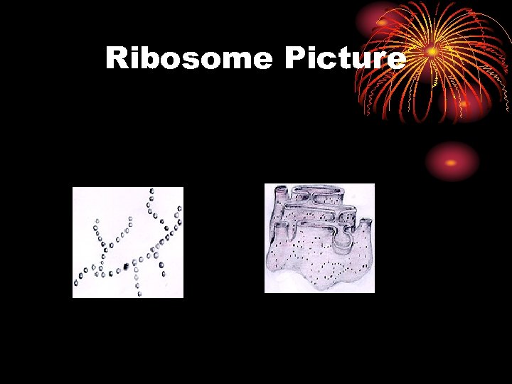 Ribosome Picture 