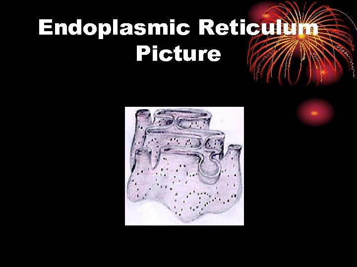 Endoplasmic Reticulum Picture 