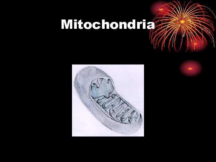 Mitochondria 