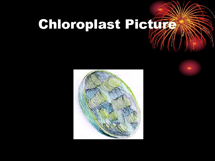 Chloroplast Picture 