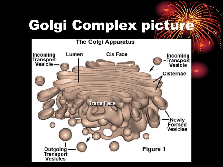 Golgi Complex picture 