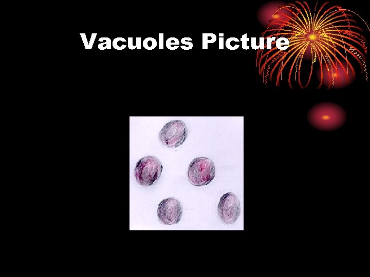 Vacuoles Picture 