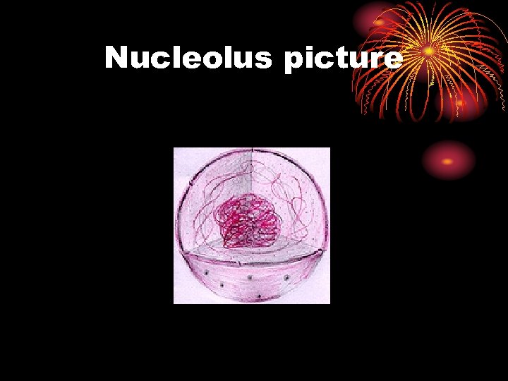 Nucleolus picture 